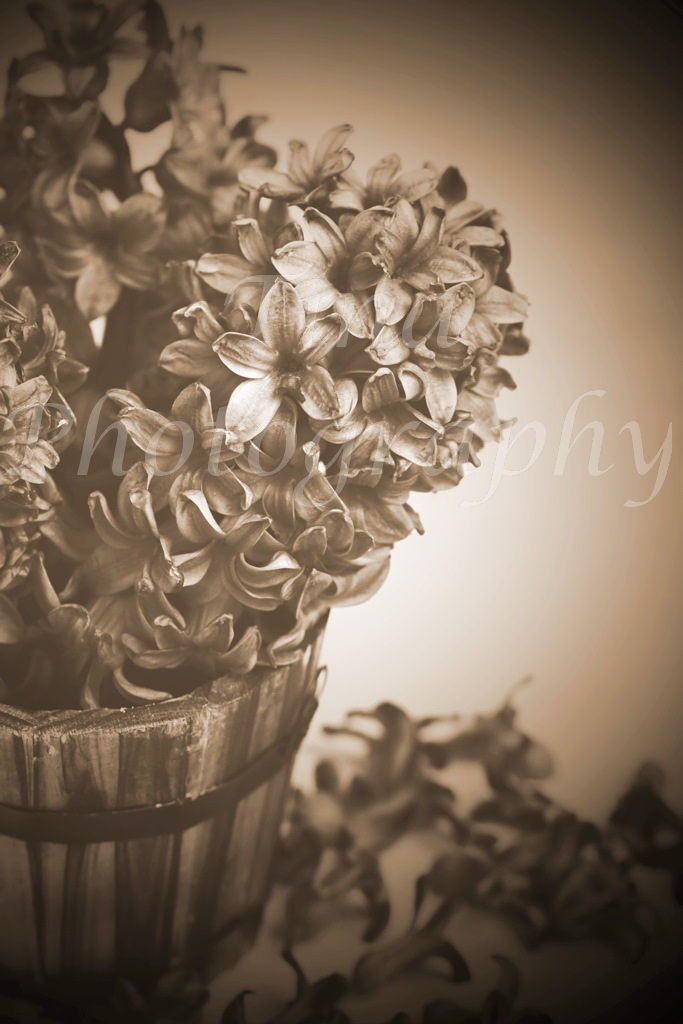 Hyacinth1