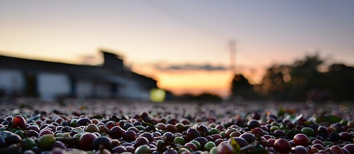 Cerises de café sèchant au soleil couchant