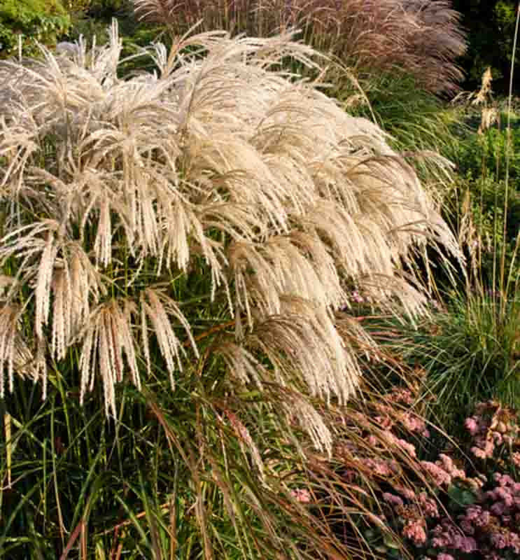 miscanthus-sinensis-kaskade-maiden-grass.webp