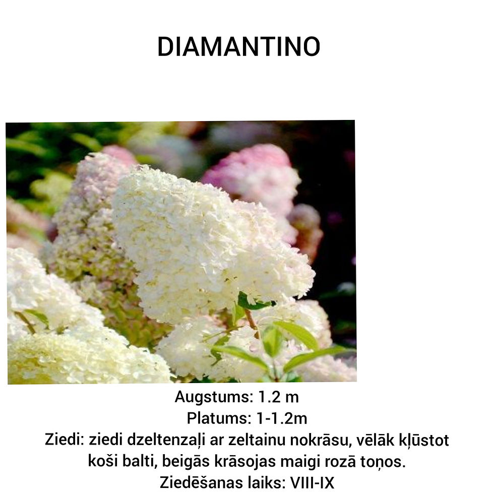 Polish_20240802_213612670.jpg