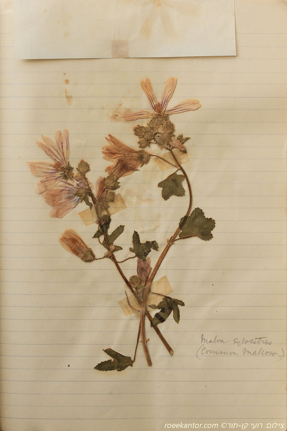 חלמית גדולה Malva sylvestris
