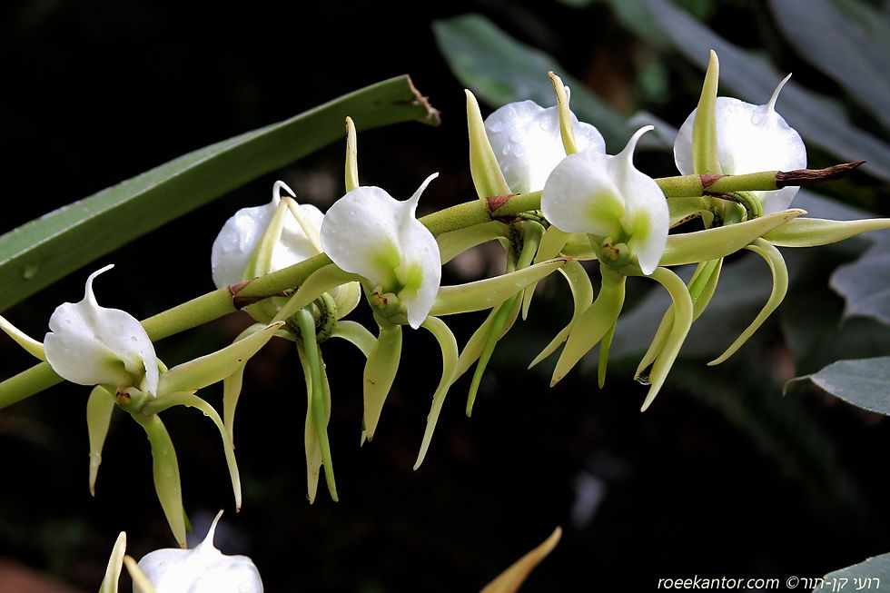 שביטן שנהבי Angraecum aburneum