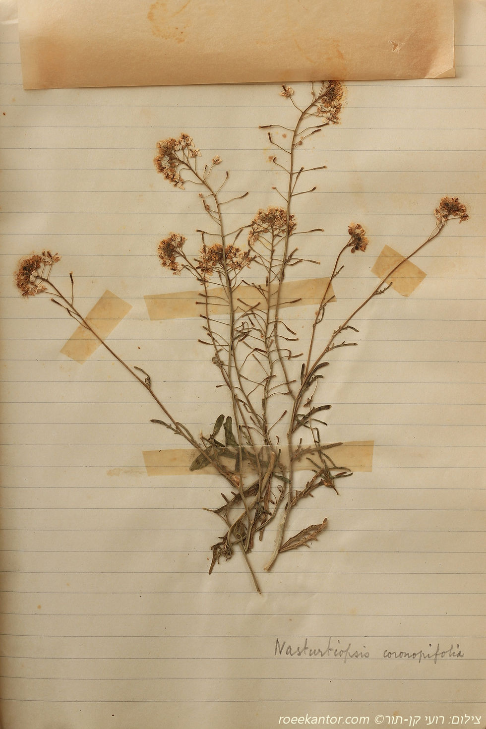 גרגריון ערבי Nasturtiopsis coronopifolia