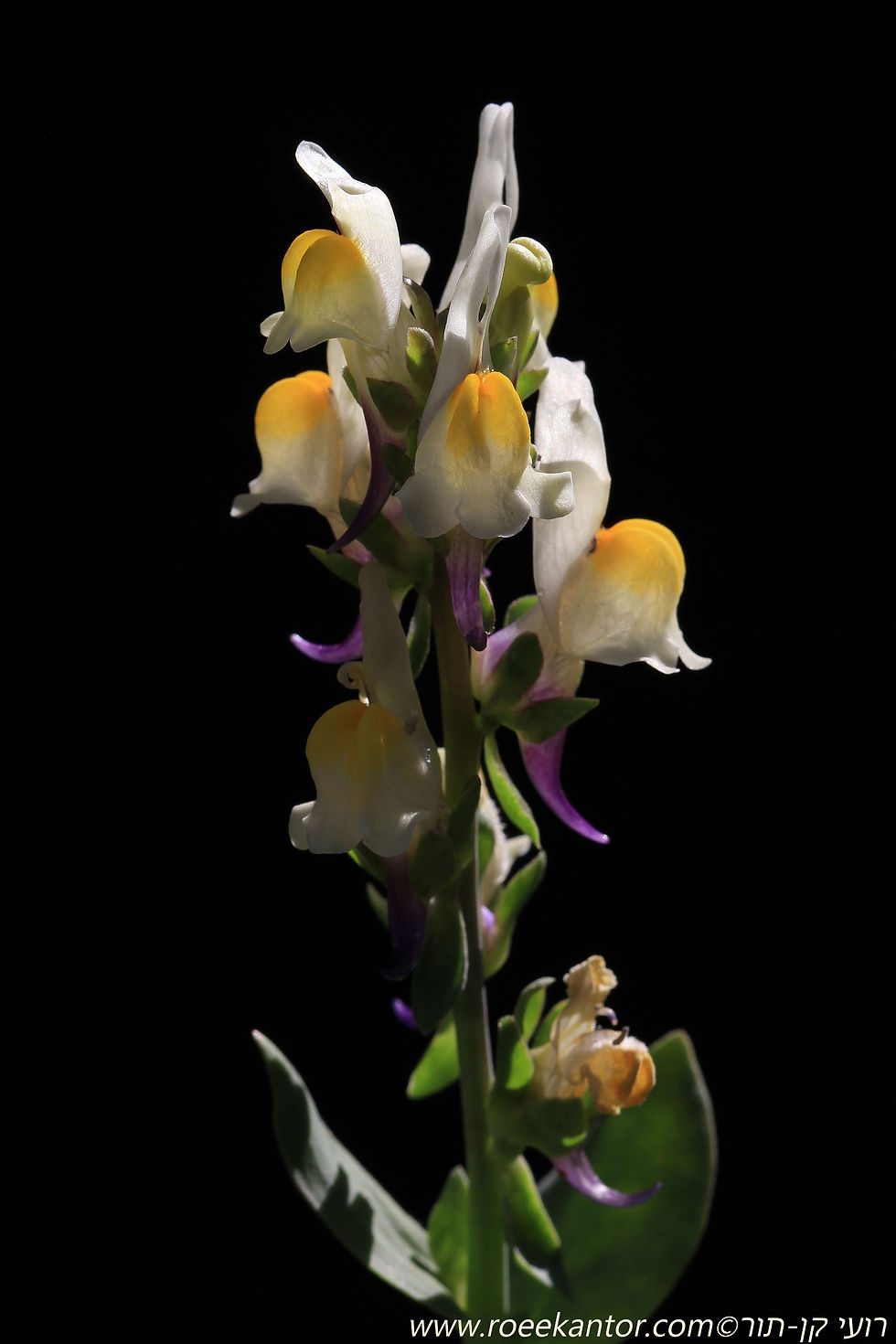 פשתנית משולשת Linaria truphylla