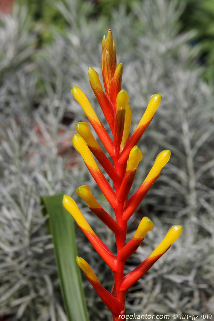 גוזמניה 'ספרינג' Guzmania 'Spring'