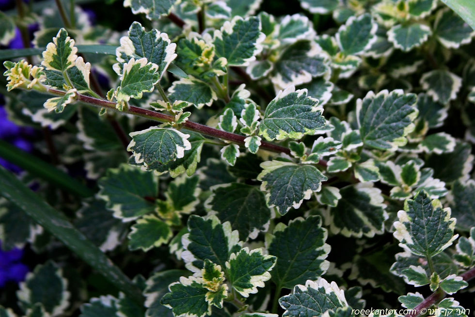 פלקטרנטוס מדגסקרי Plectranthus madagascariensisanthus madagasca