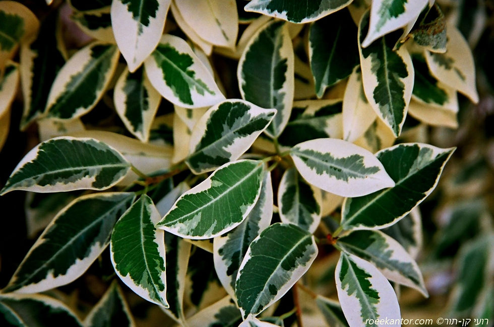 פיקוס השדרות 'הוואי' Ficus microcarpa 'Hawaii'