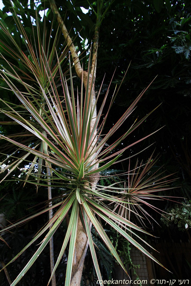 דרקונית מלולה 'טריקולור' Drcena marginata 'Tricolor'
