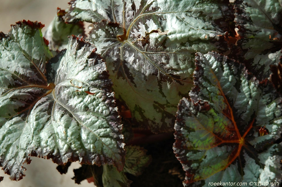 בגוניה מפוספסת.- רקס Begonia rex