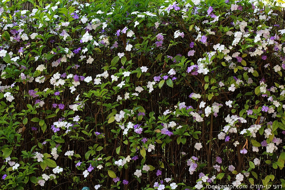 ברונפלסיה קטנת פרחים 'רב-פרחים' Brunfelsia pauciflora 'Fluribunda'