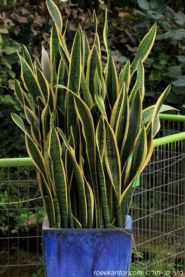 כידונן תלת-פסי 'צהוב שוליים' Sansevieria trifasciata