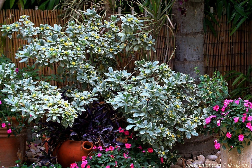 פיטוספורום יפני 'מגוון' Pittosporum tobira 'Variegata'