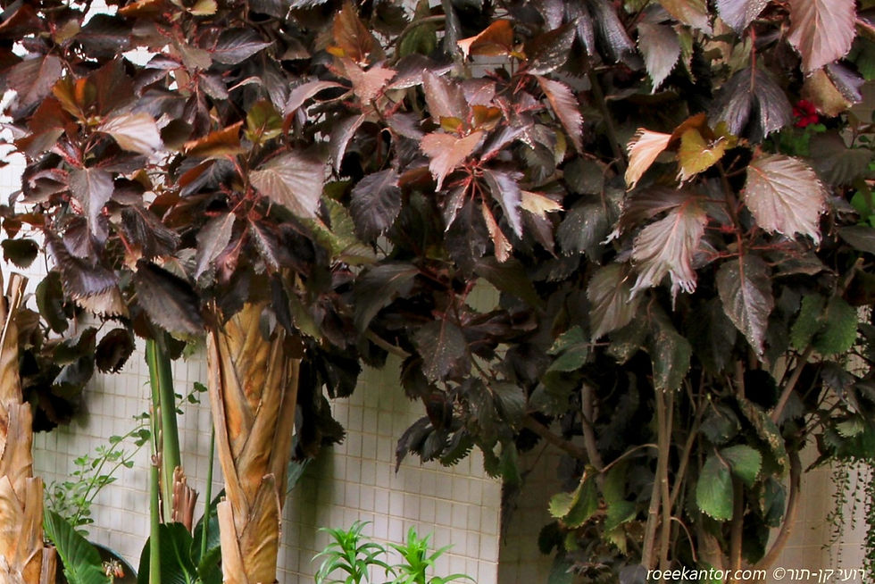 אקליפה מגוונת 'מור' Acalypha wilkesiana 'Mooreana'