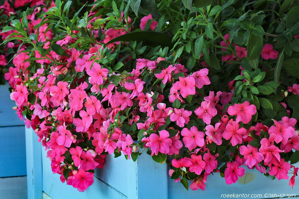 בשמת השולטן Impatiens sultanii