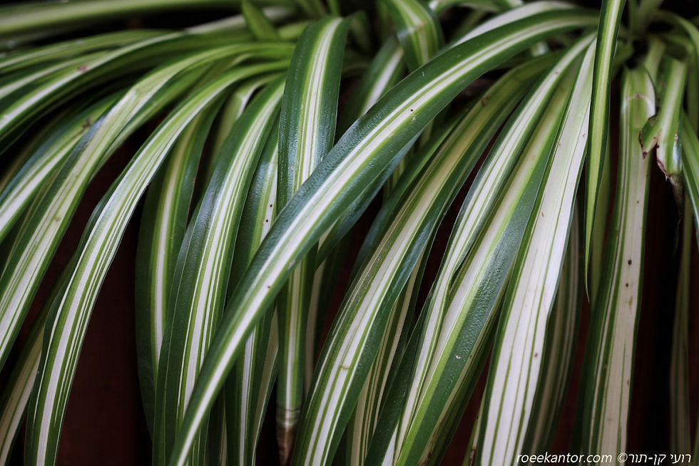 ירקה מצויצת 'מפוספס' Chlorophytum comosum 'Vittatum'