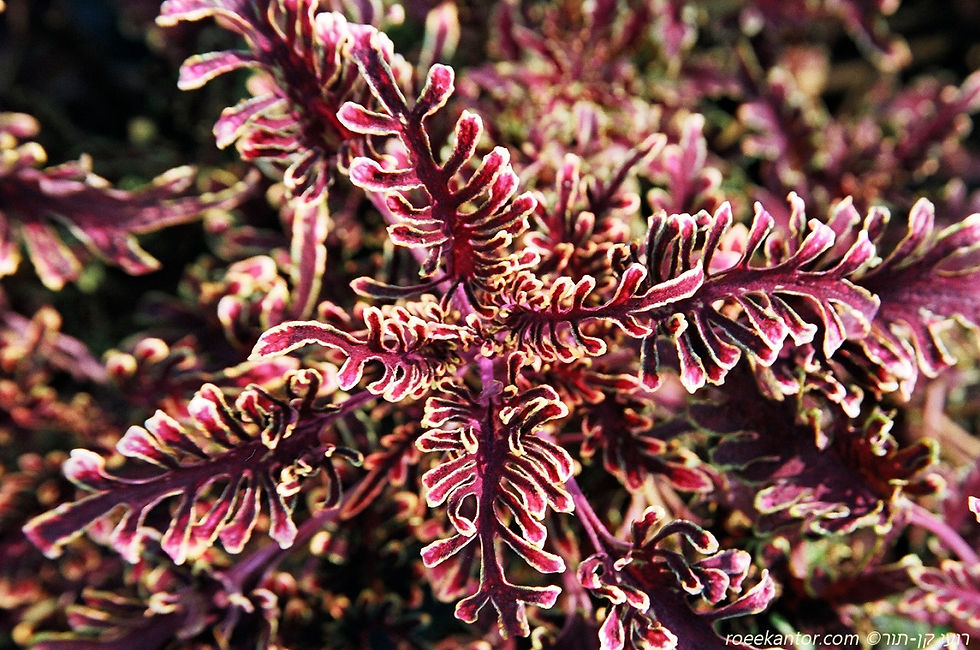 סולנוסטמון מכלוא (קולאוס) Solenostemon scutellarioides