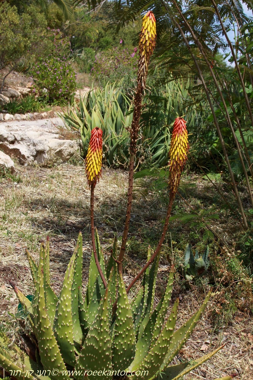 אלוי קוצני Aloe aculeata