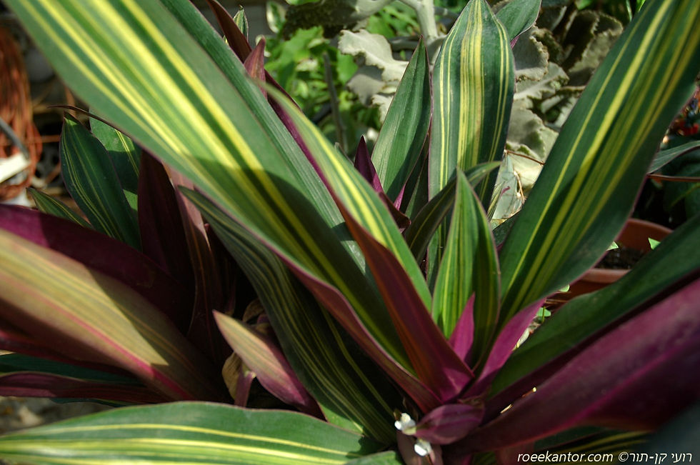 יהודי נודד דו-גוני' Tradescantia spathacea
