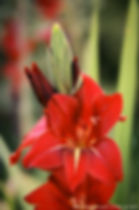 סיפן גדול-פרחים 'להבה' Gladiolus grandif