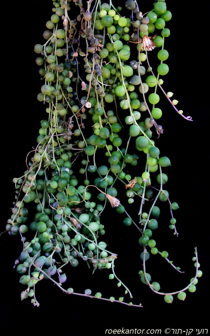 סביון הלימונים Senecio citriformis