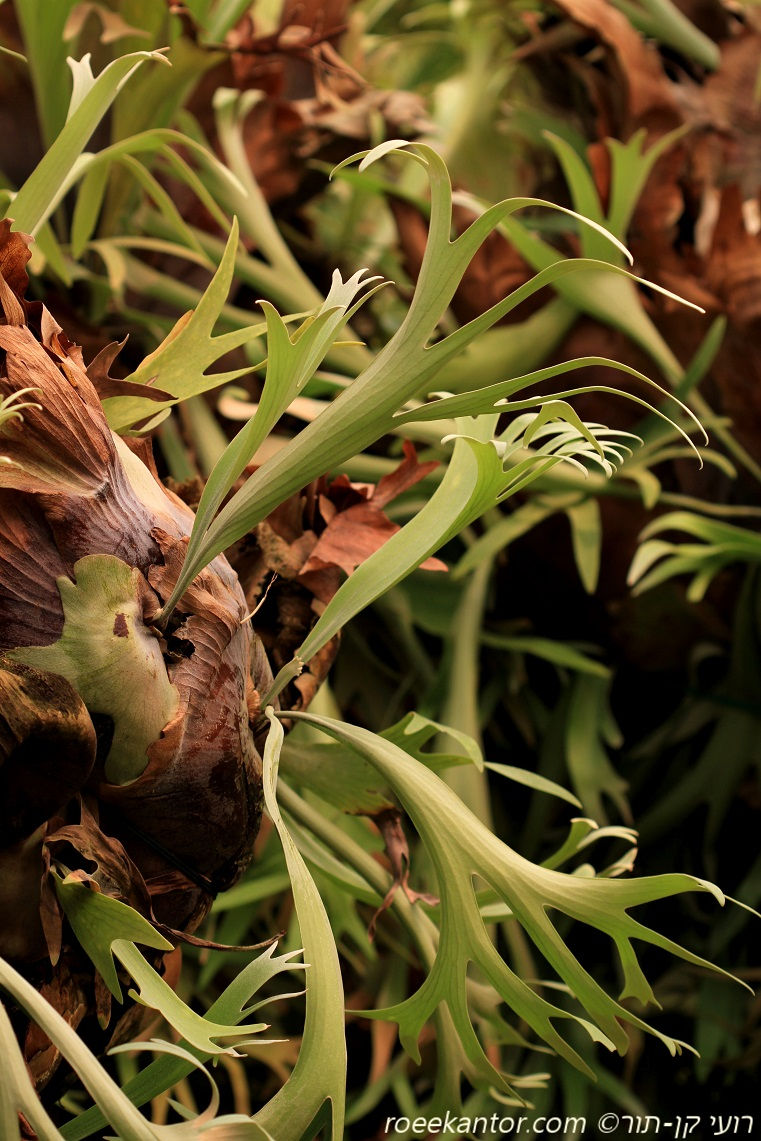 קרן-אייל דו-קרנית Platycerium bifurcatum