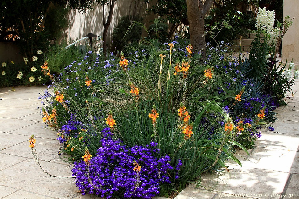 בולבין שיחני Bulbine frutescens