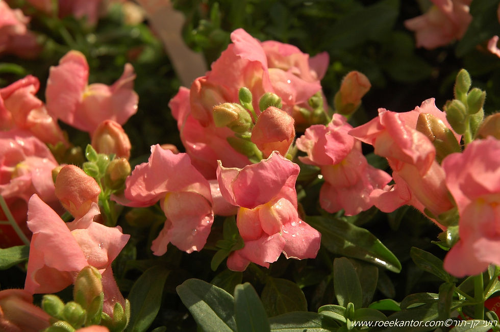 לע-ארי גדול זן נמוך Antirrhinum majus dwarf cvs