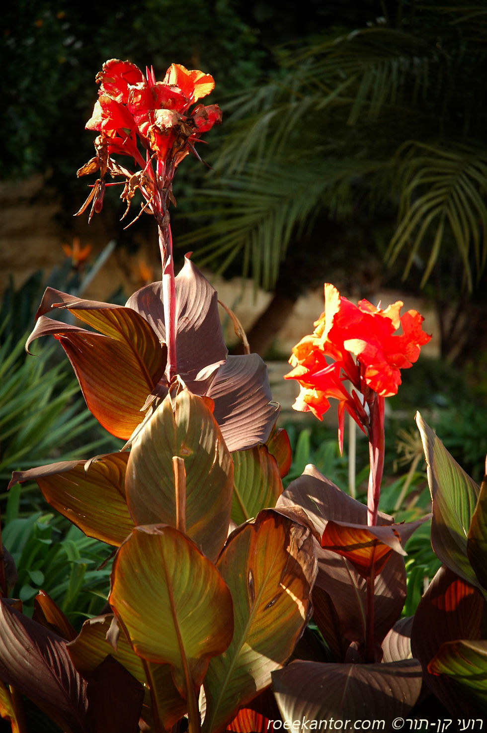 קנה הודית 'ארגמנית' Canna indica 'Purpurea'