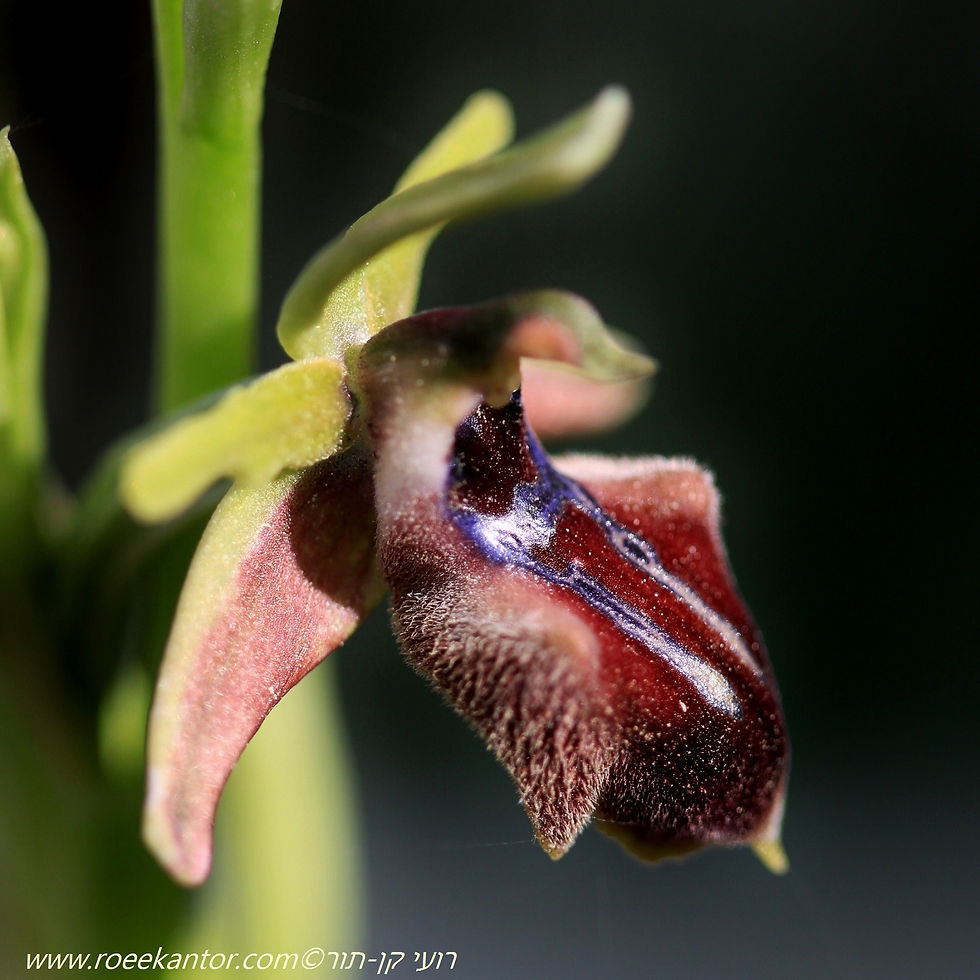 דבורנית הקטיפה Ophrys transhyrcana