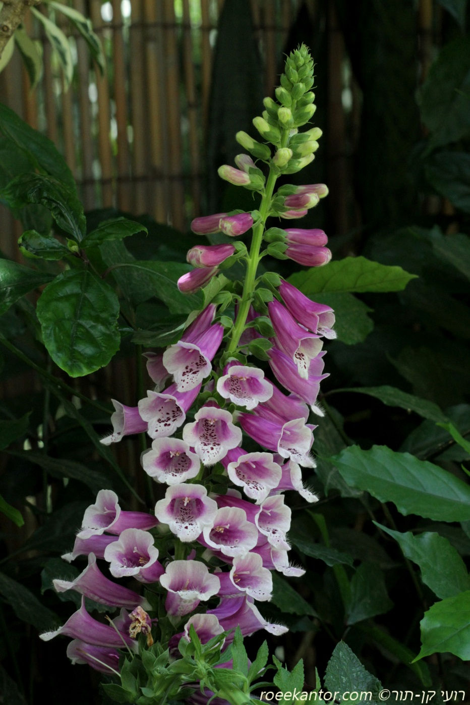 אצבעונית ארגמנית Digitalis purpurea