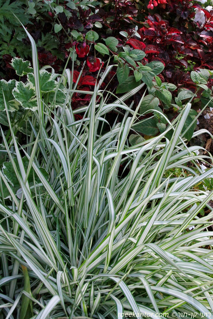 חפורית עבקנית 'פיזי' Phalaris arundinacea 'Feesy'