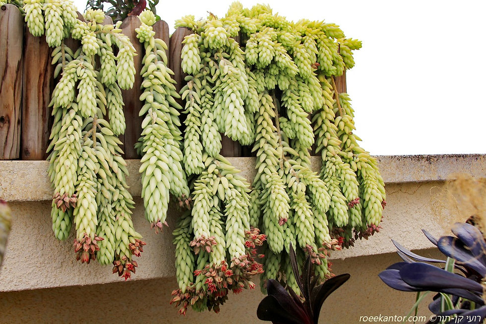 צורית מורגן Sedum morganiaum