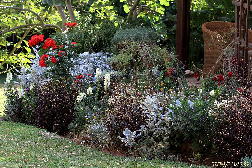 גני שמורת העין- כסוף (26).JPG