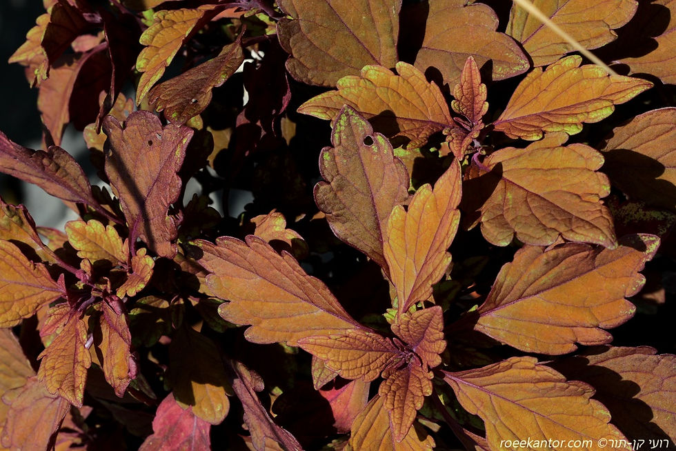 סולנוסטמון מכלוא (קולאוס) Solenostemon scutellarioides