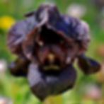 אירוס שחום Iris atrofusca
