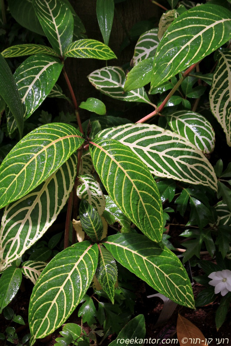 סנכזיה אצילית Sanchezia nobilis