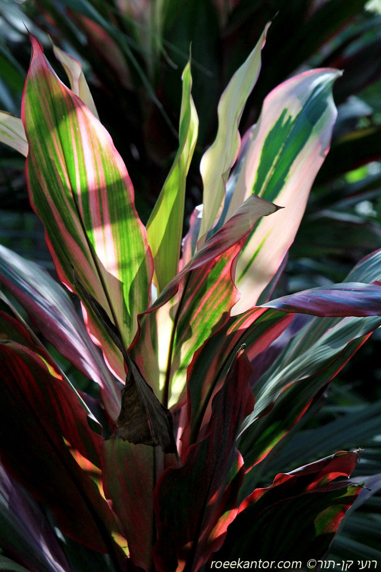 קורדילין אמירי 'מגוון' Cordyline terminalis