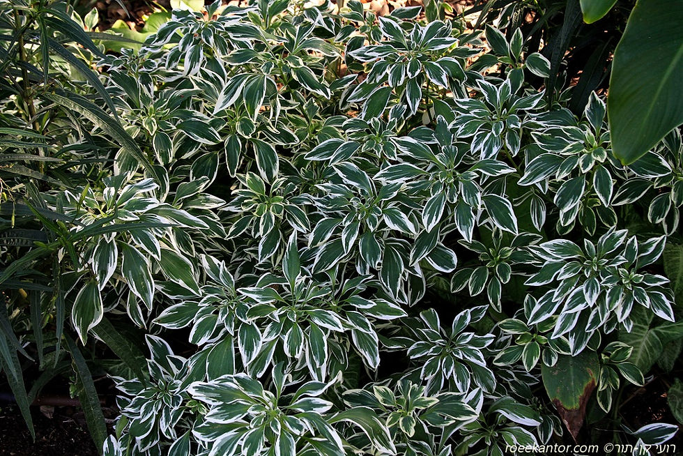 אלסטרומריה תוכית 'מגוון' Alstroemeria psittacina 'Variegata'