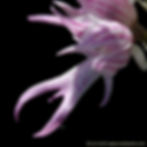 סחלב איטלקי Orchis italica