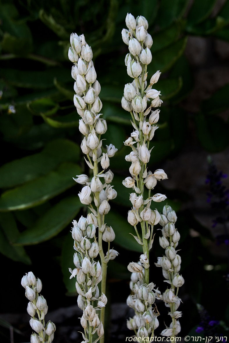נץ-חלב קוני 'נובה' Ornithogalum conicum 