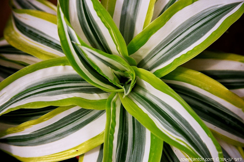 דרקונית דרמית 'למון סורפרייז' Dracena deremensis 'Lemon Surprise'