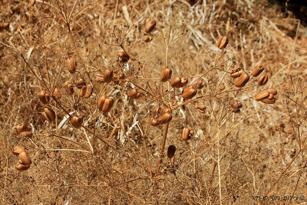 שירת העשבים (27).JPG