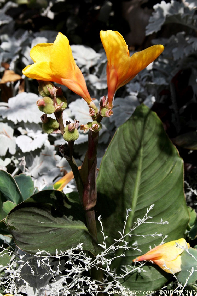 קנה הודית 'ננסית' Canna indica 'Nana'