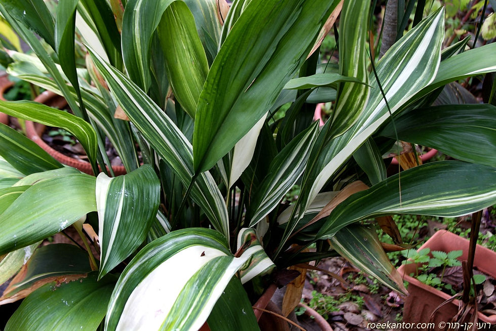 מגנית גבוהה 'מגוון' Aspidistra eliator 'Var.'