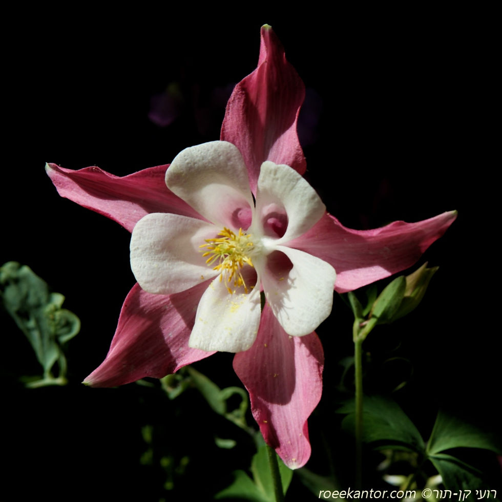 אקוילגיה Aquilegia caerulea