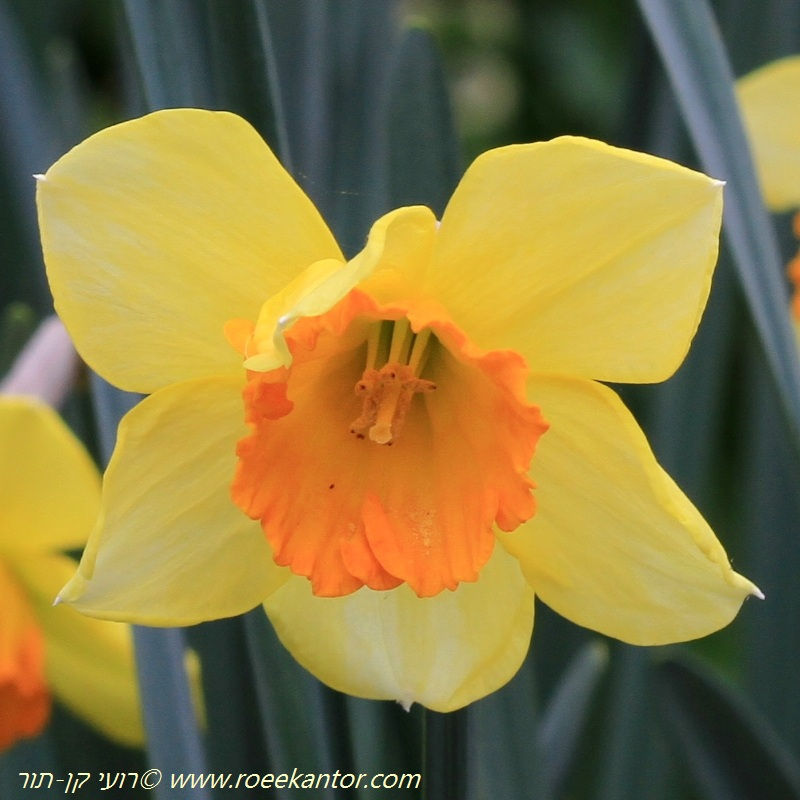 נרקיס חצוצרה 'קרוסו' Narcissus Trumpet 'Carusso'
