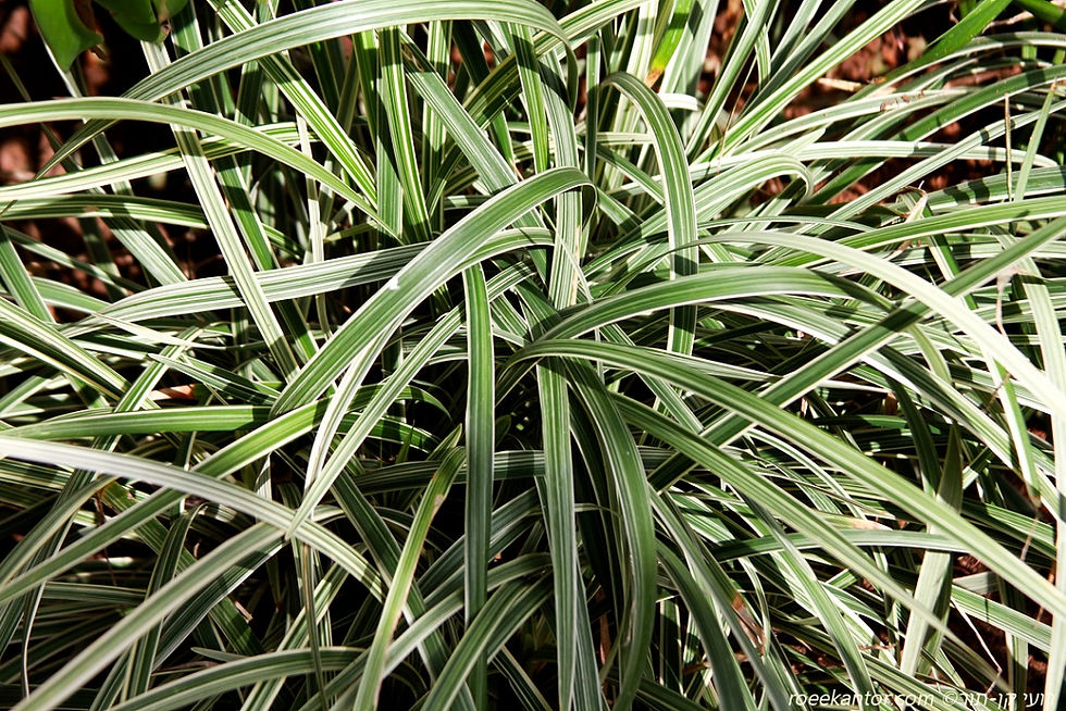 ליריופה כדנית 'מגוונת' Liriope muscari 'Variegata'