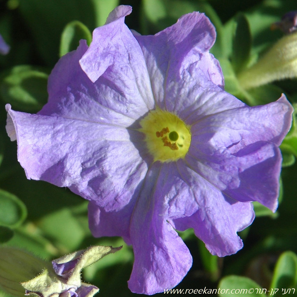 פטוניה Petunia
