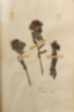 אלקנת הצבעים Alkanna tuberculata