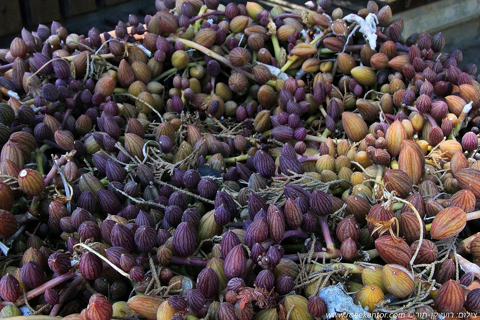 סביון מ.ל.י Senecio